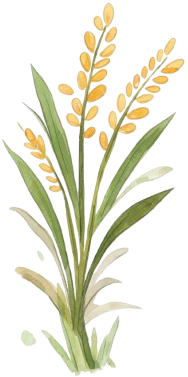 Rice Crop Asset